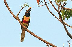 Chestnut-eared Aracari